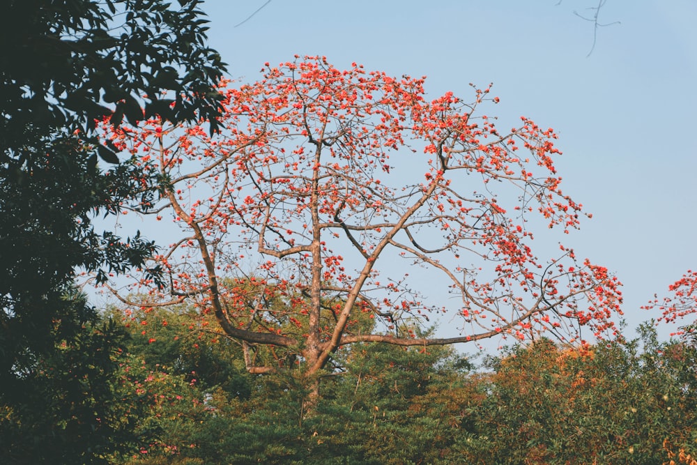 a tree with red flowers in the middle of a forest