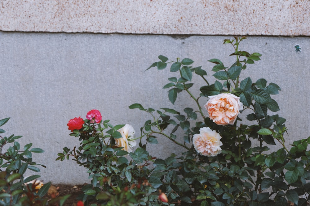 a bunch of flowers that are next to a wall