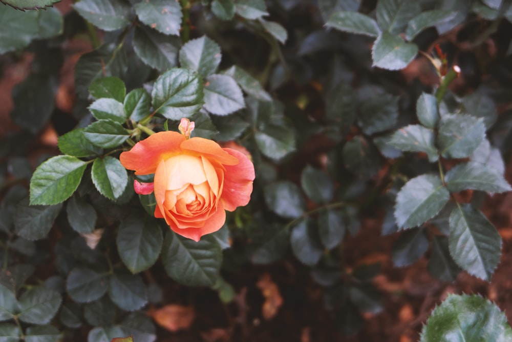 a close up of a flower on a bush