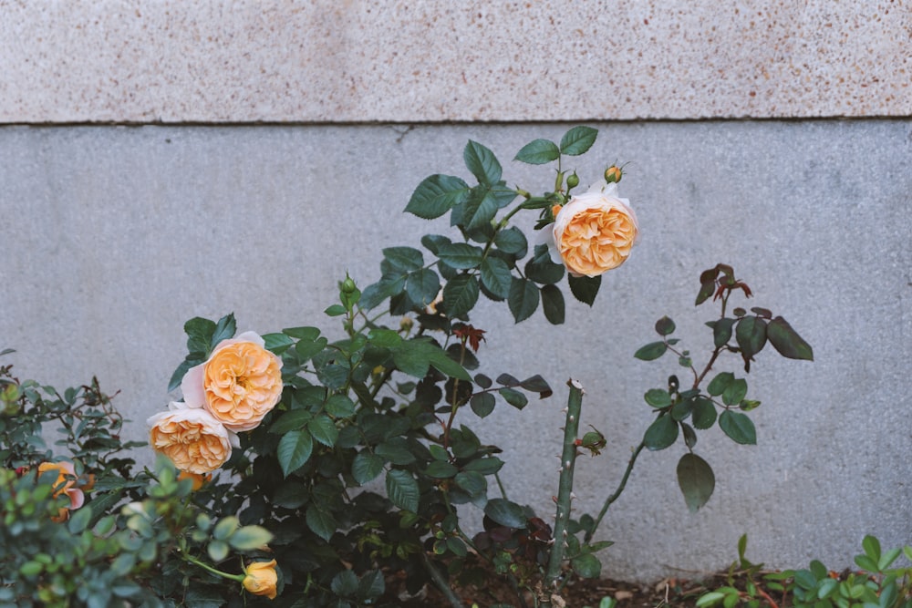 a couple of flowers that are next to a wall