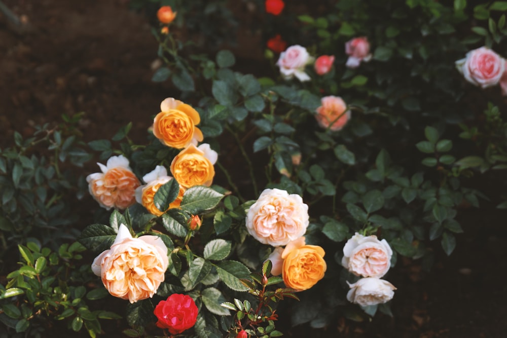 a bunch of flowers that are in a bush