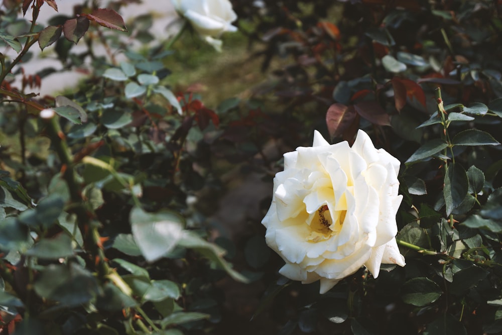 a white rose is blooming in a garden