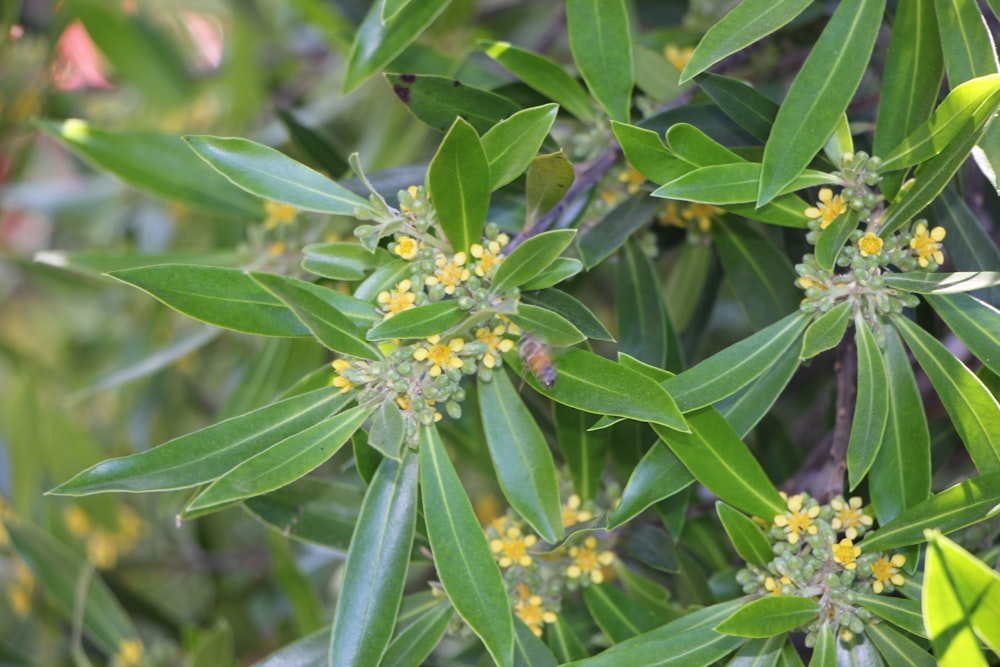 a bunch of green leaves with yellow flowers