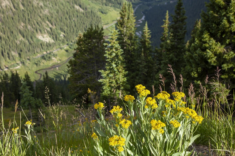 a field of yellow flowers in the middle of a forest