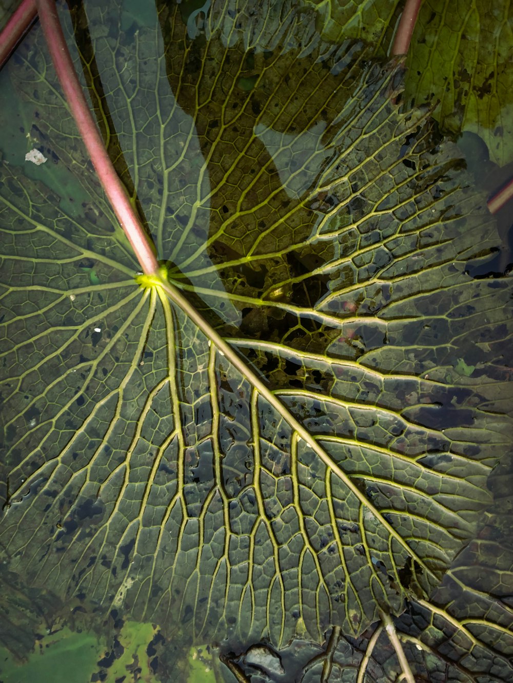 a large leaf floating on top of a body of water