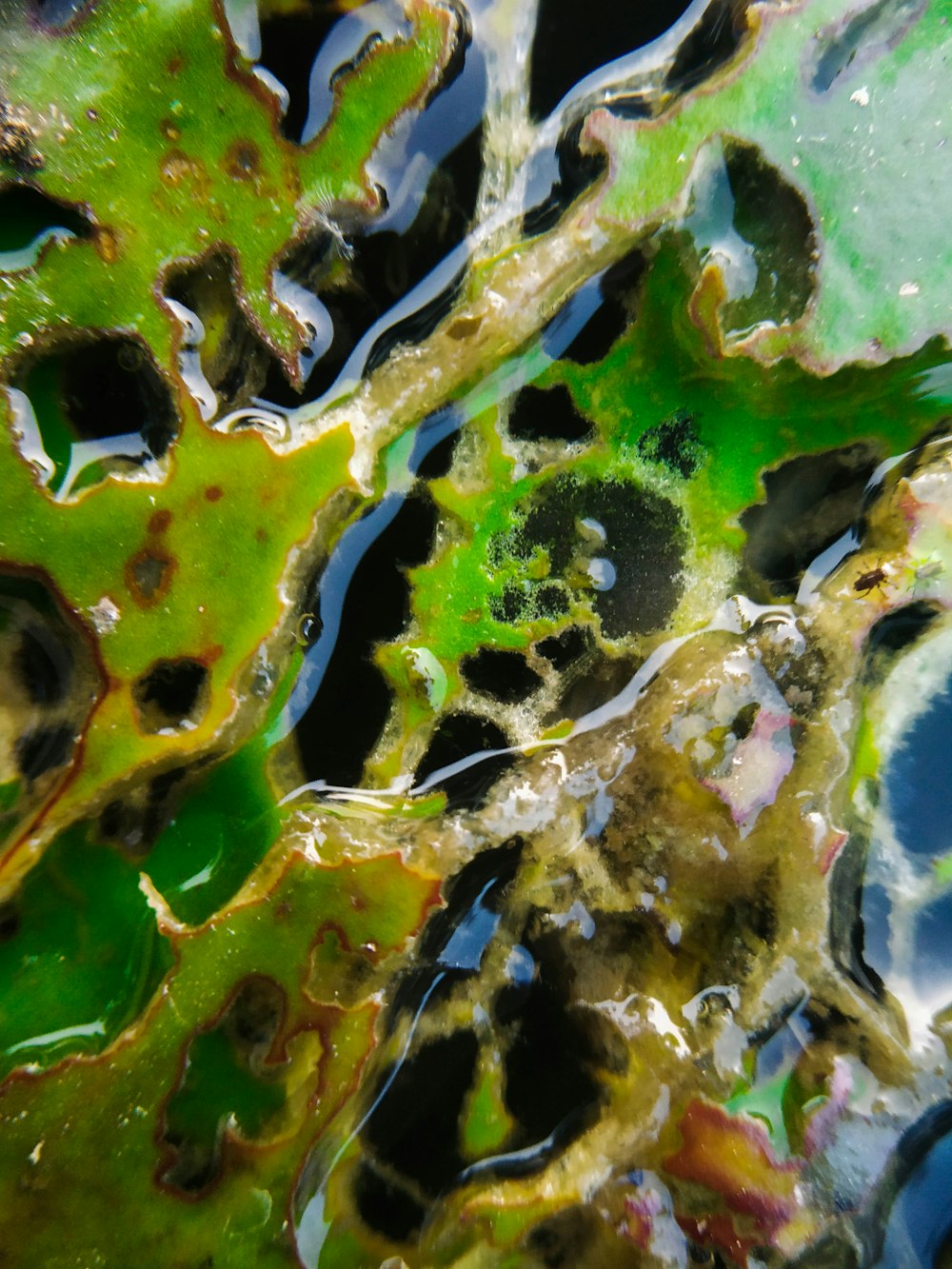 a close up of a green and black substance