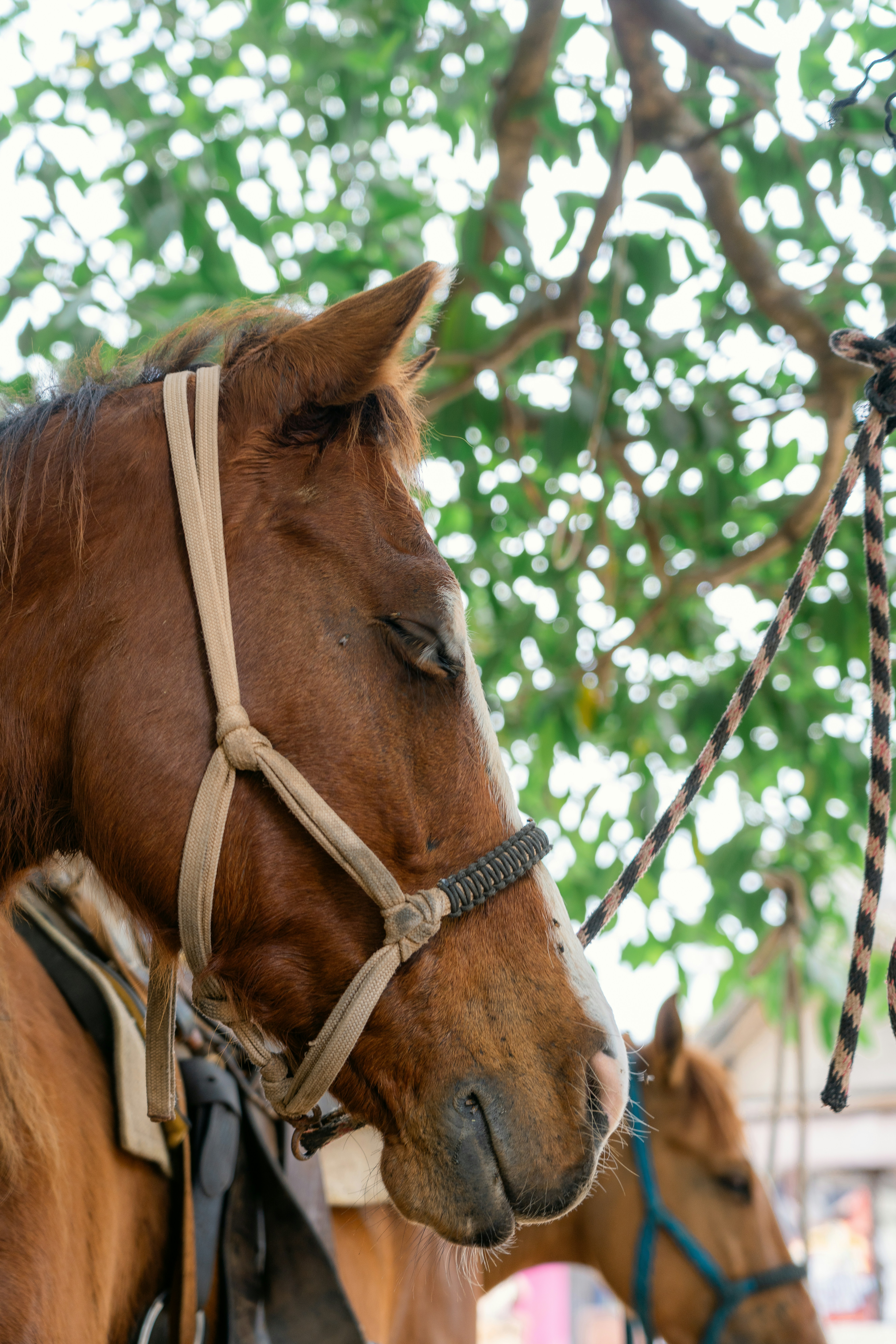 Broche cheval avec chaîne - Montres & Bijoux