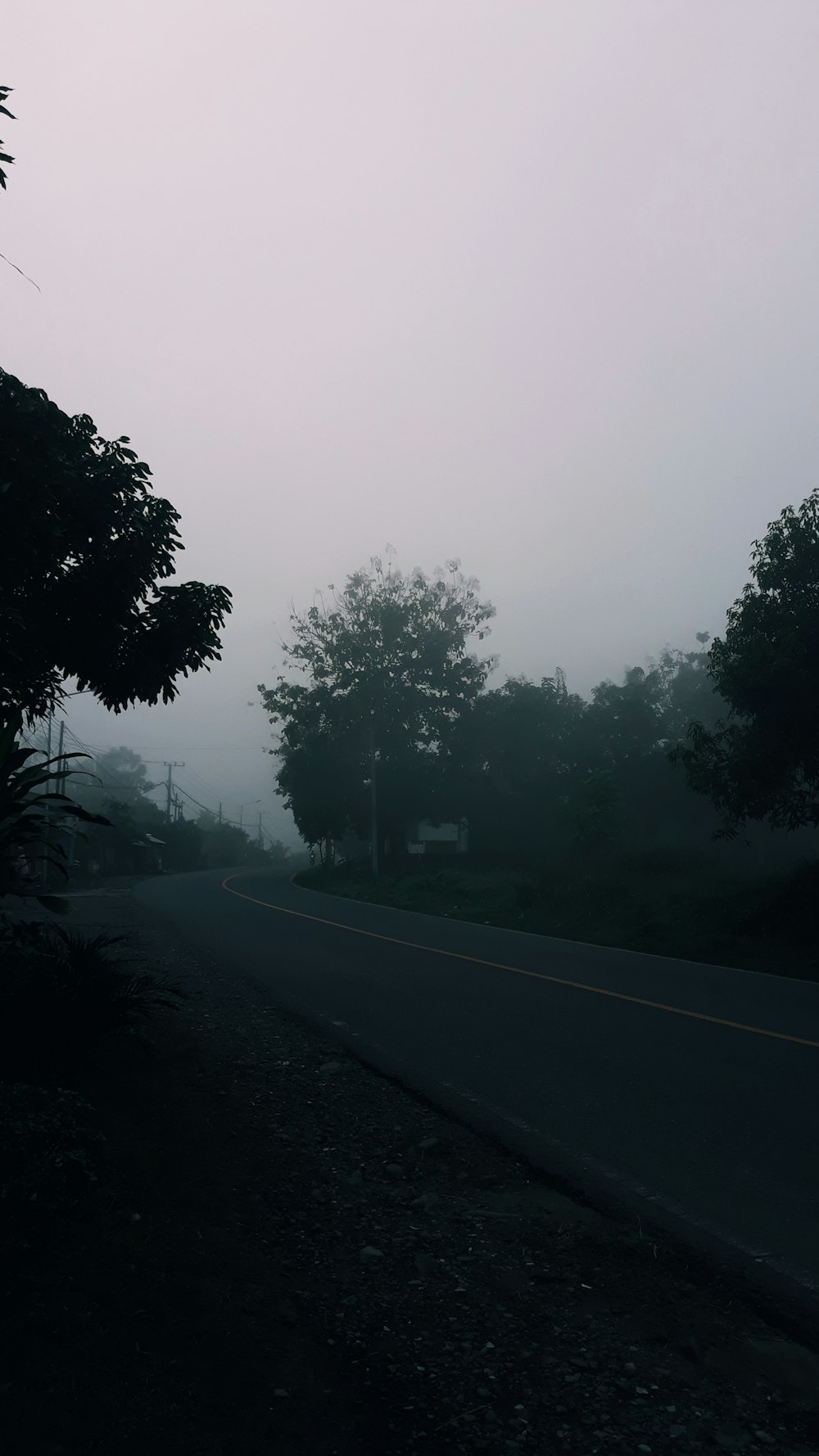a foggy road with trees and bushes in the foreground