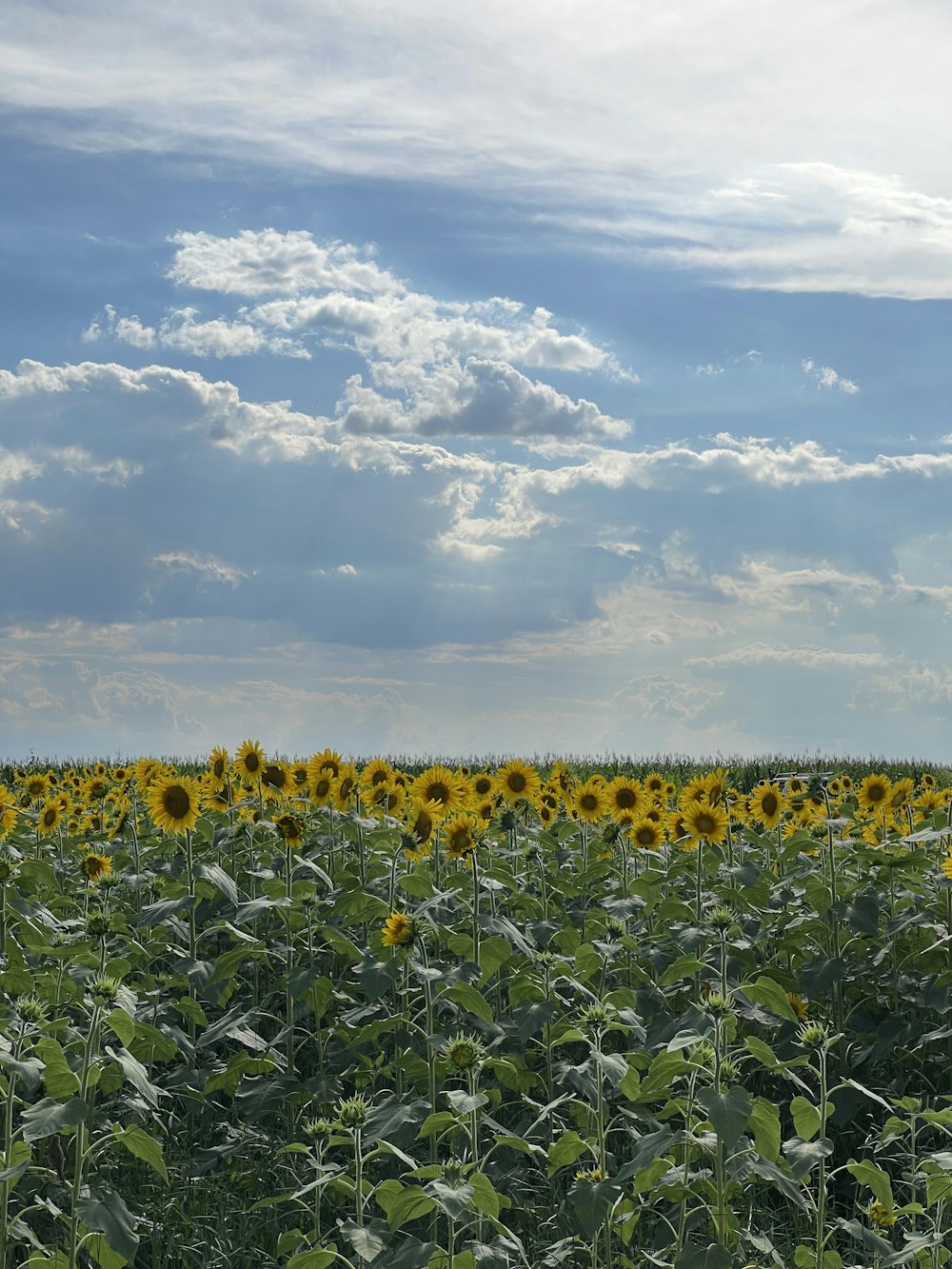 a large field of sunflowers under a cloudy sky