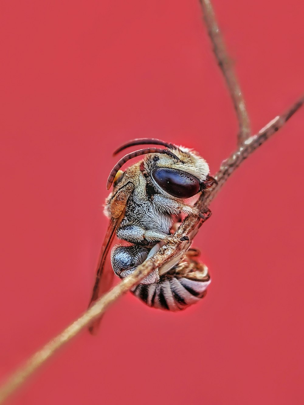 a close up of a bug on a twig