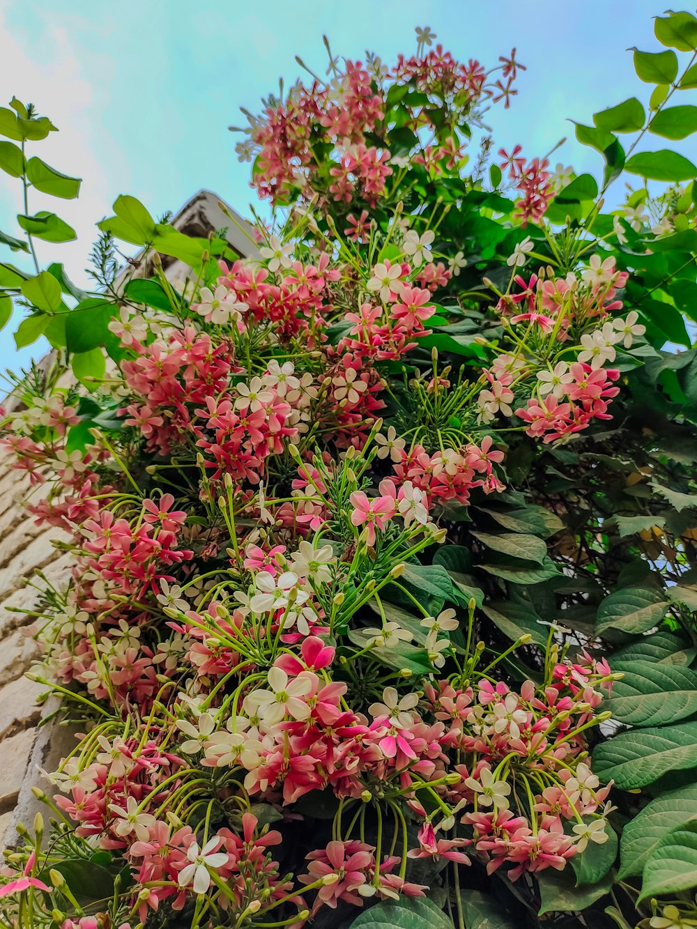 pink and white flowers growing on the side of a building