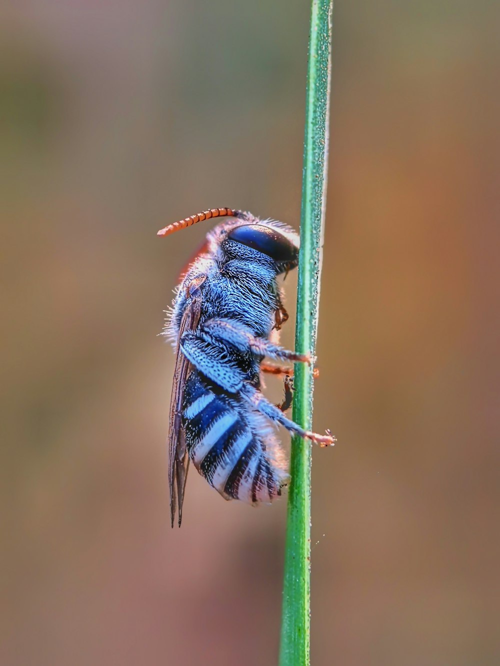 a close up of a bug on a plant