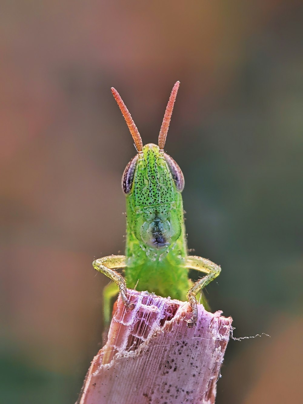 a close up of a green insect on a plant