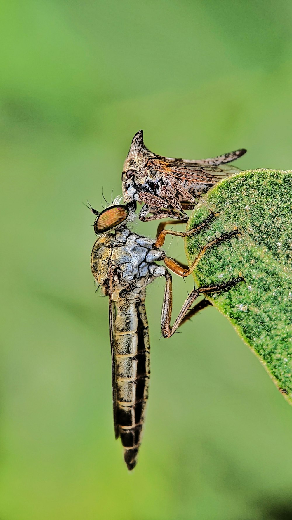 a couple of bugs on top of a green leaf