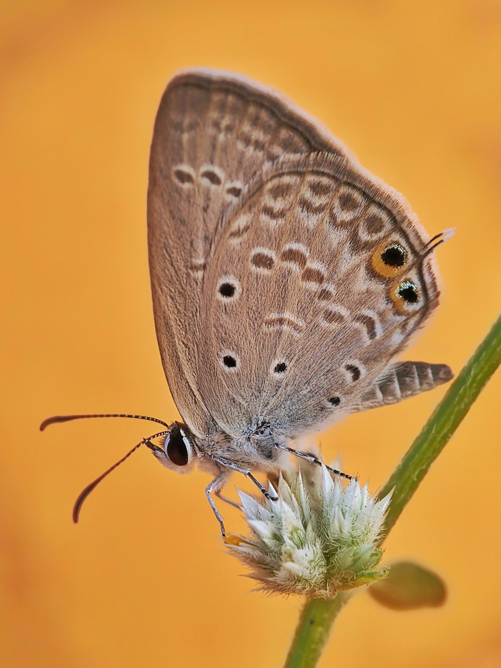 a close up of a butterfly on a flower