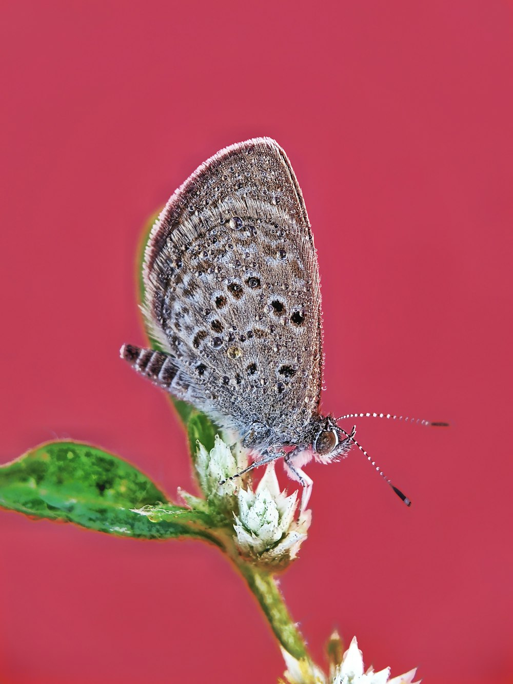 a blue butterfly sitting on top of a flower