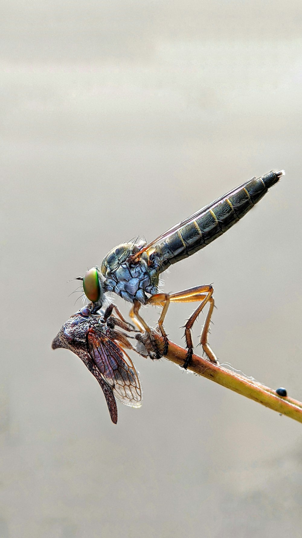 a couple of bugs sitting on top of a plant