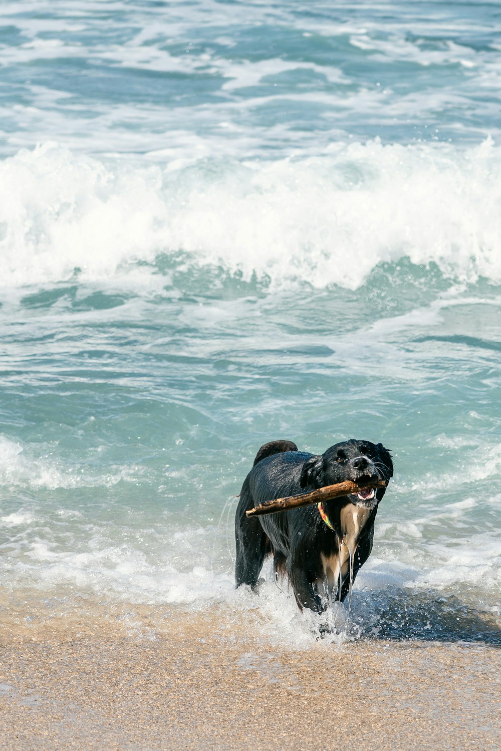 a dog carrying a stick in its mouth on the beach