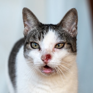 a close up of a cat with a surprised look on its face