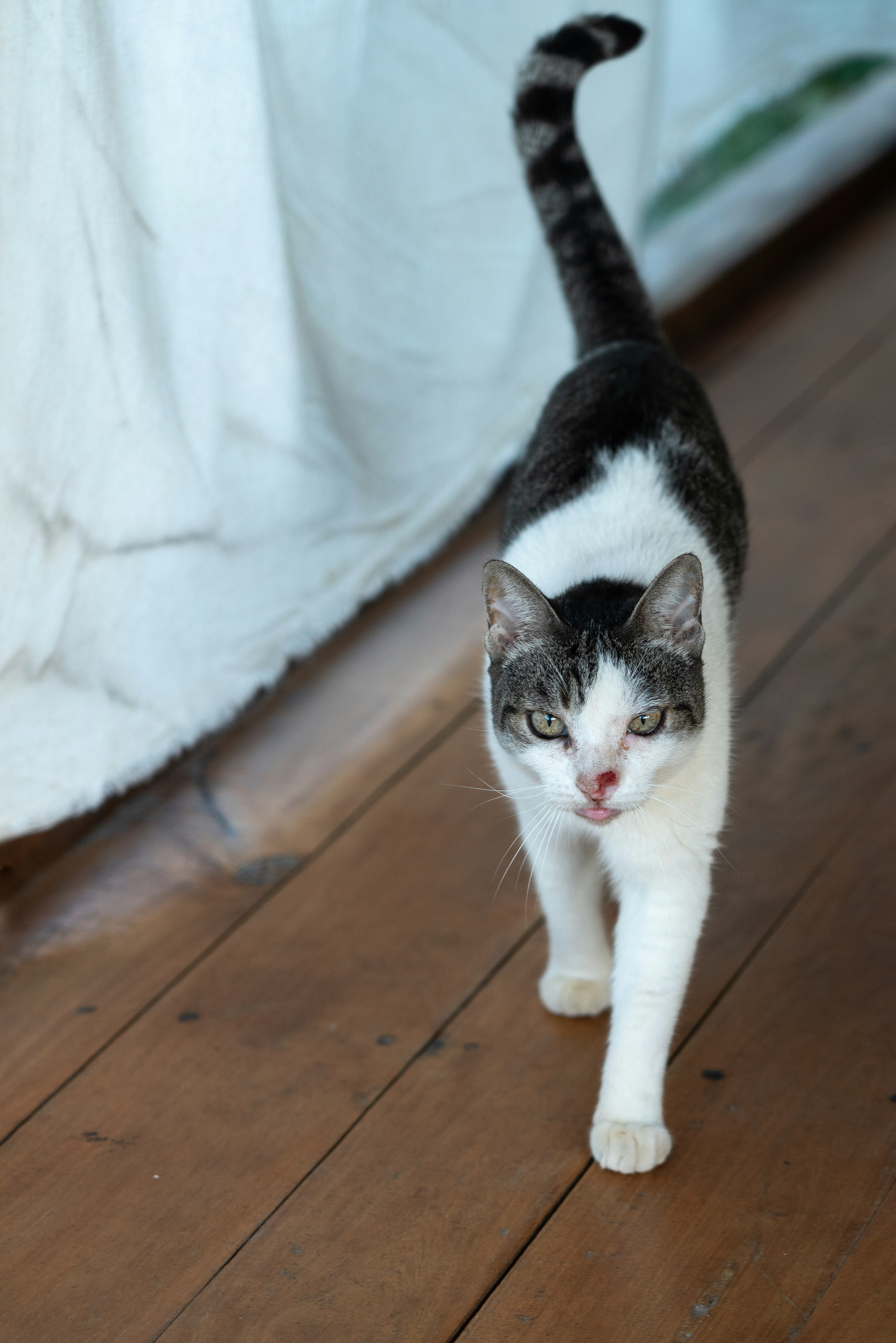 A black and white cat walking across a wooden floor photo – Free Cat ...