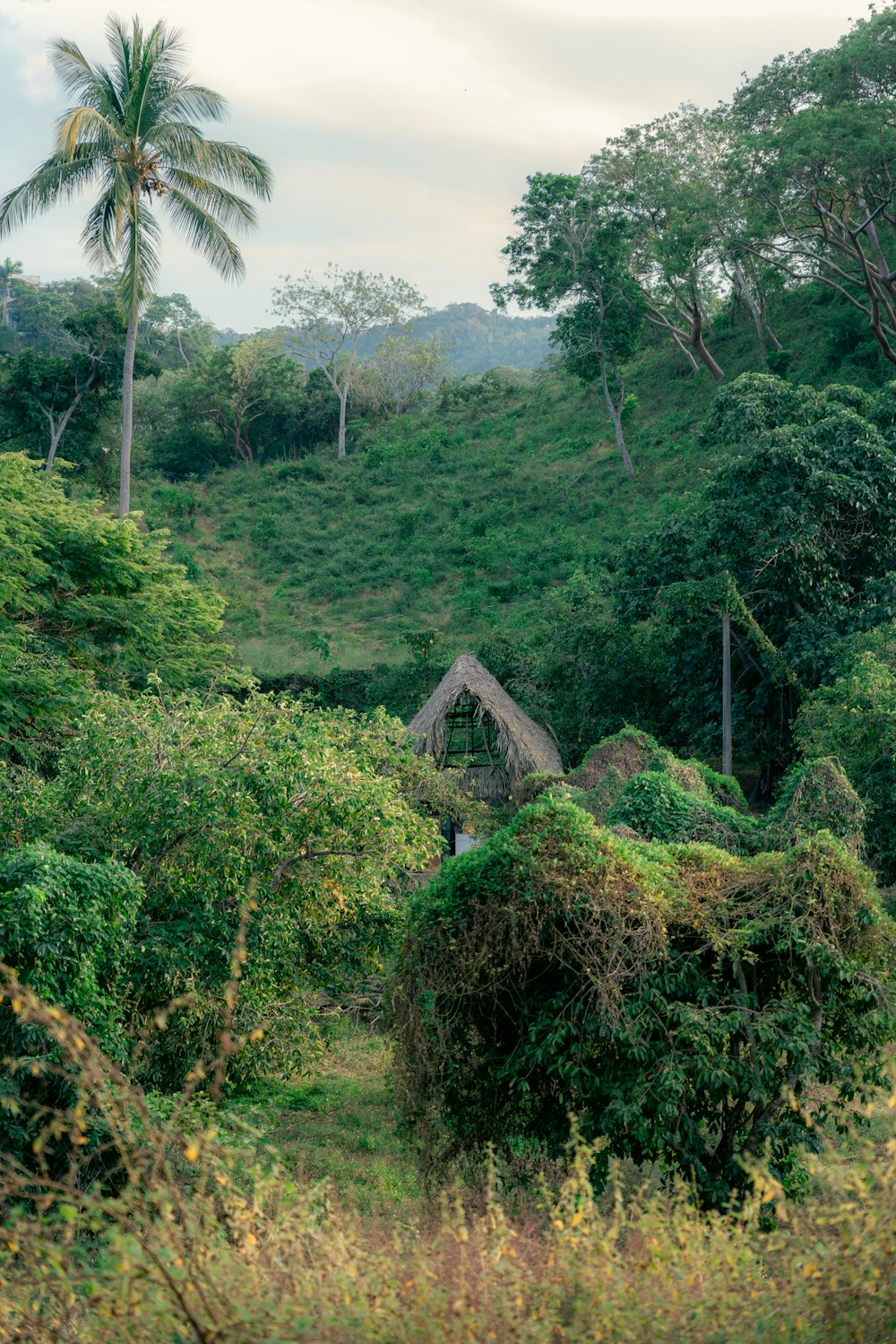 a lush green forest filled with lots of trees