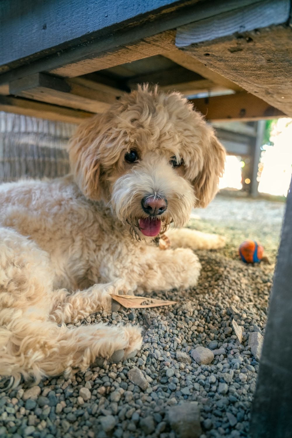 a white dog laying under a wooden bench