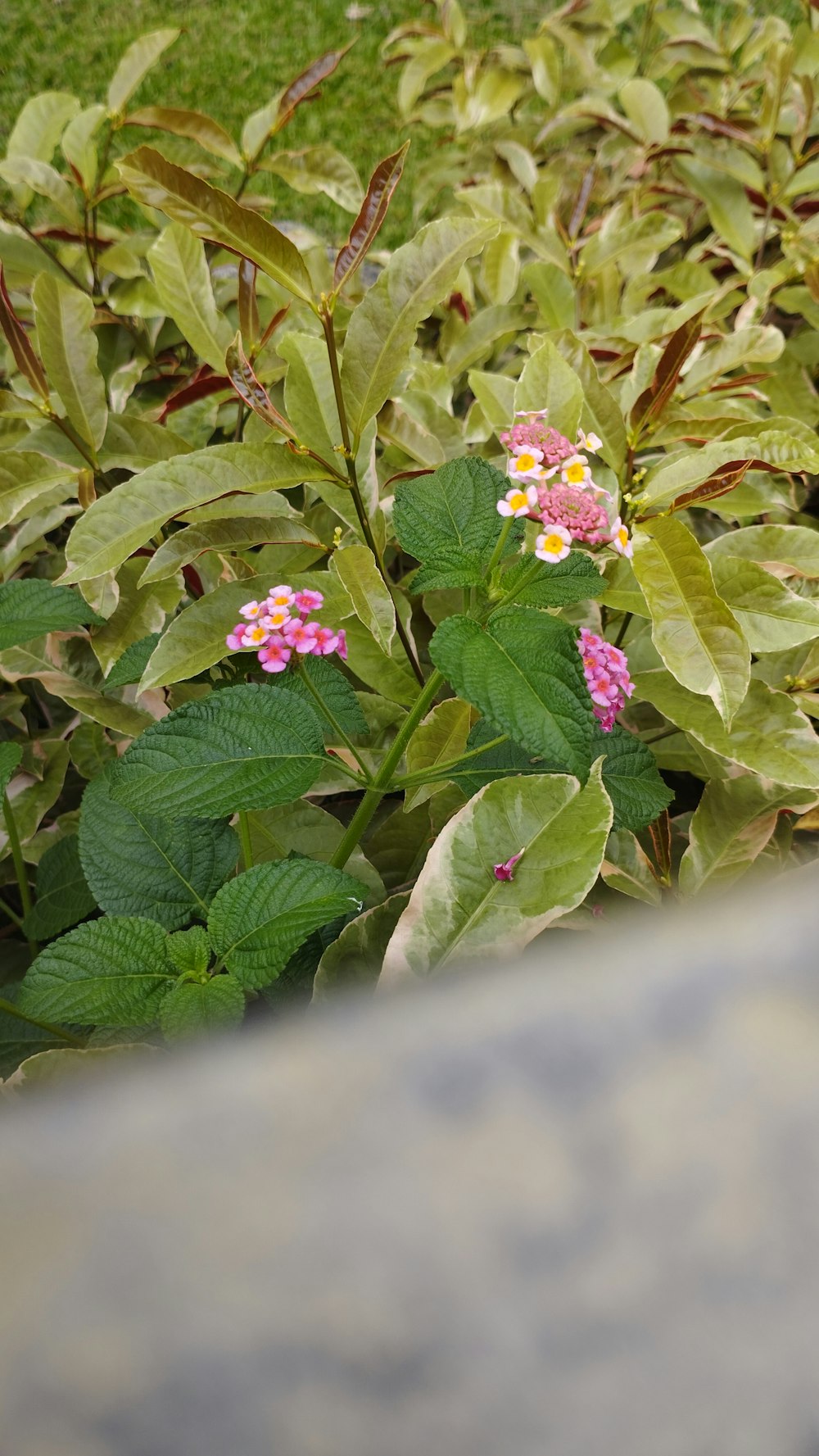 a group of plants with pink and yellow flowers
