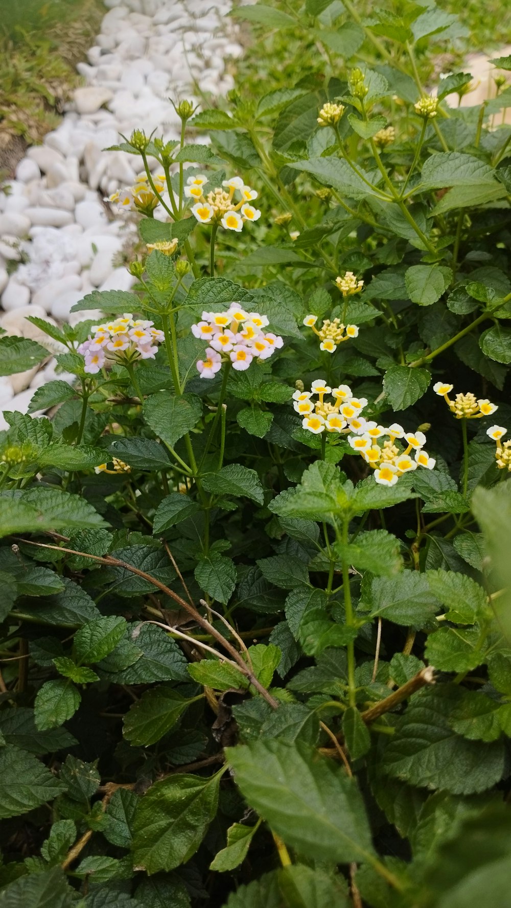 a bunch of flowers that are by some rocks