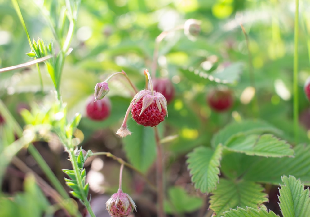 a close up of a plant with berries on it