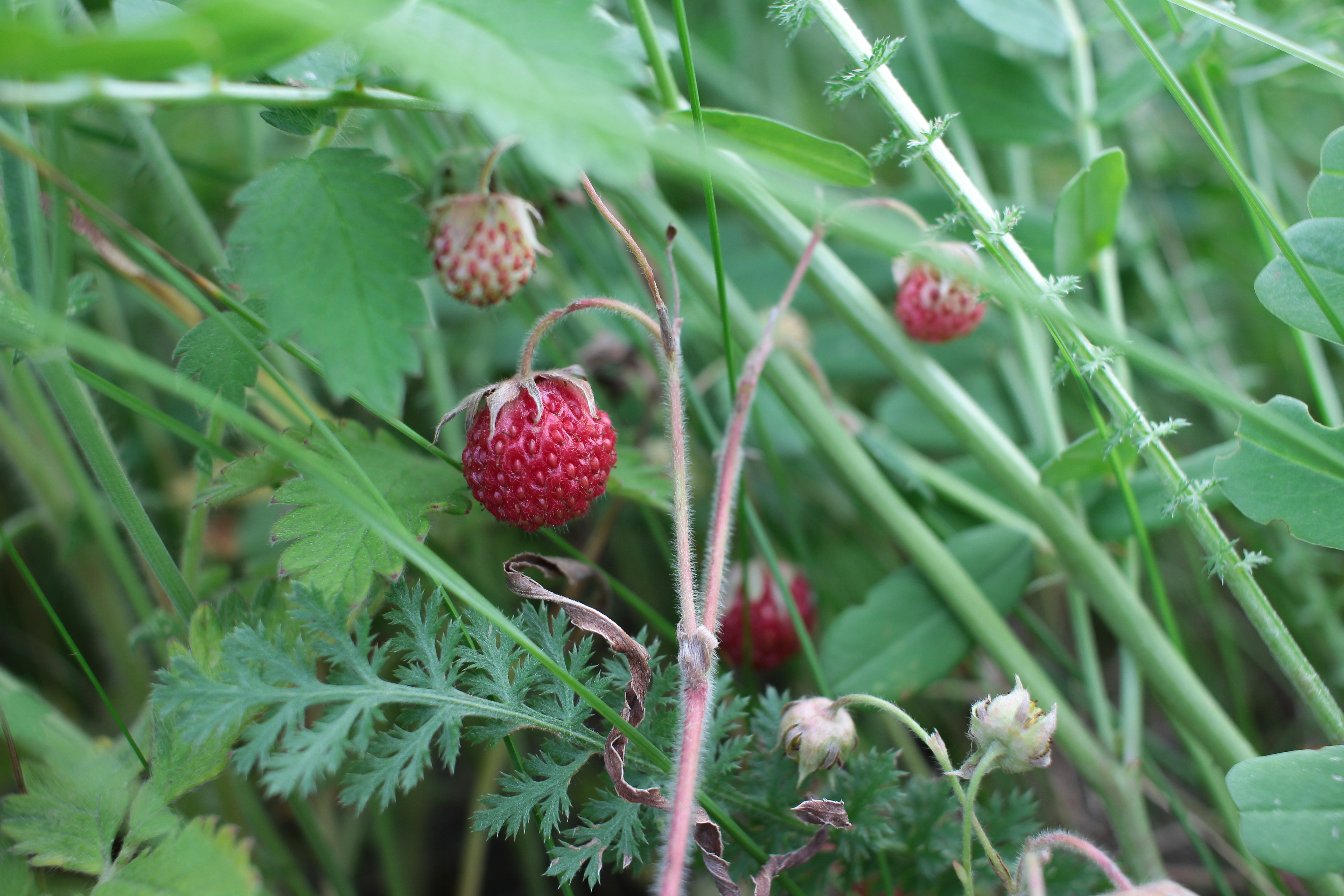 a close up of a plant with berries on it