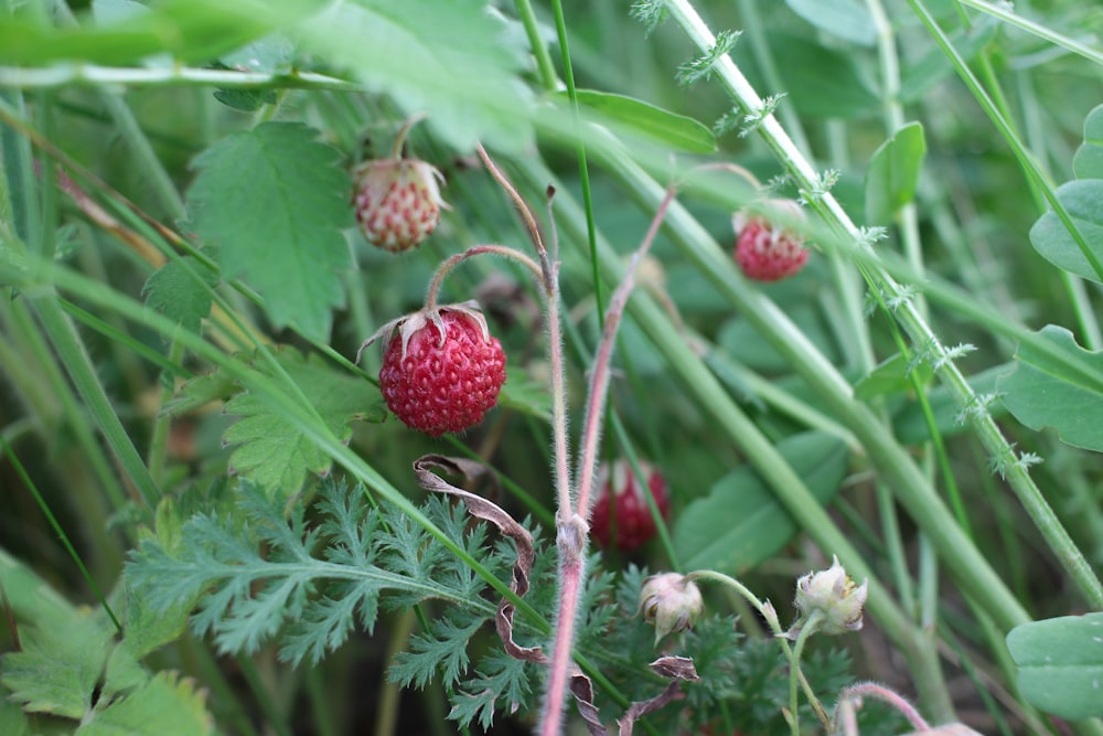 a close up of a plant with berries on it