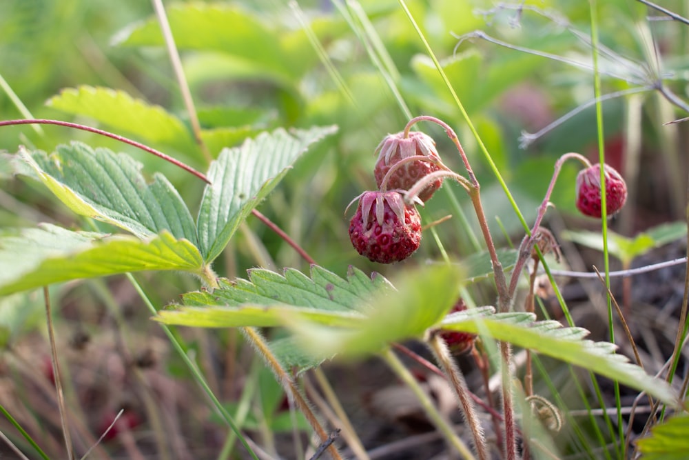 a close up of a plant with berries on it