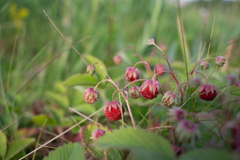 a bunch of flowers that are in the grass