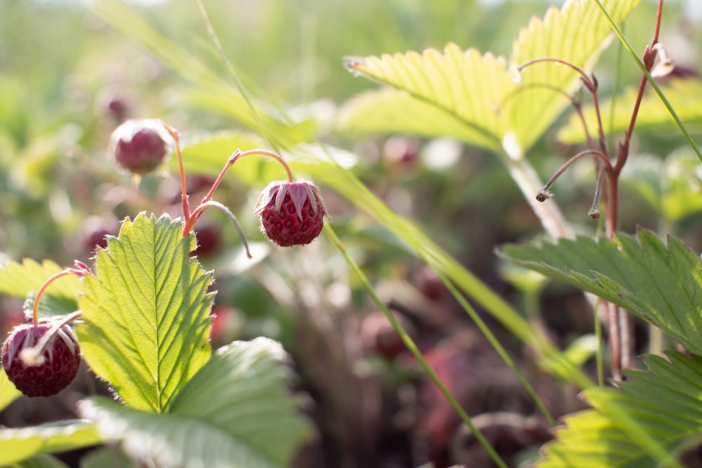 a close up of a plant with berries on it