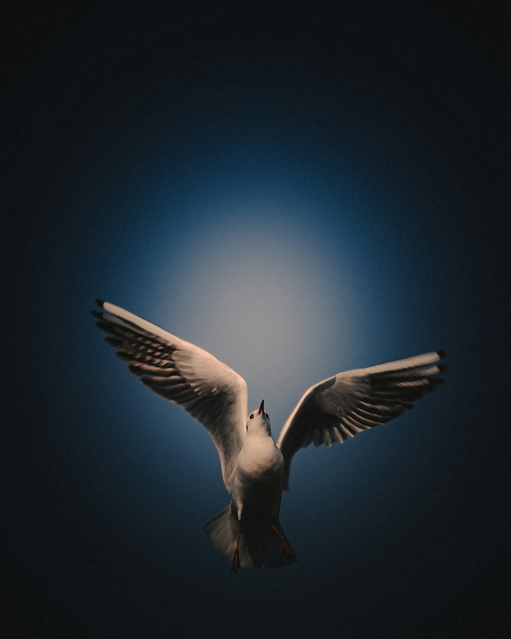a white bird flying in the air with it's wings spread