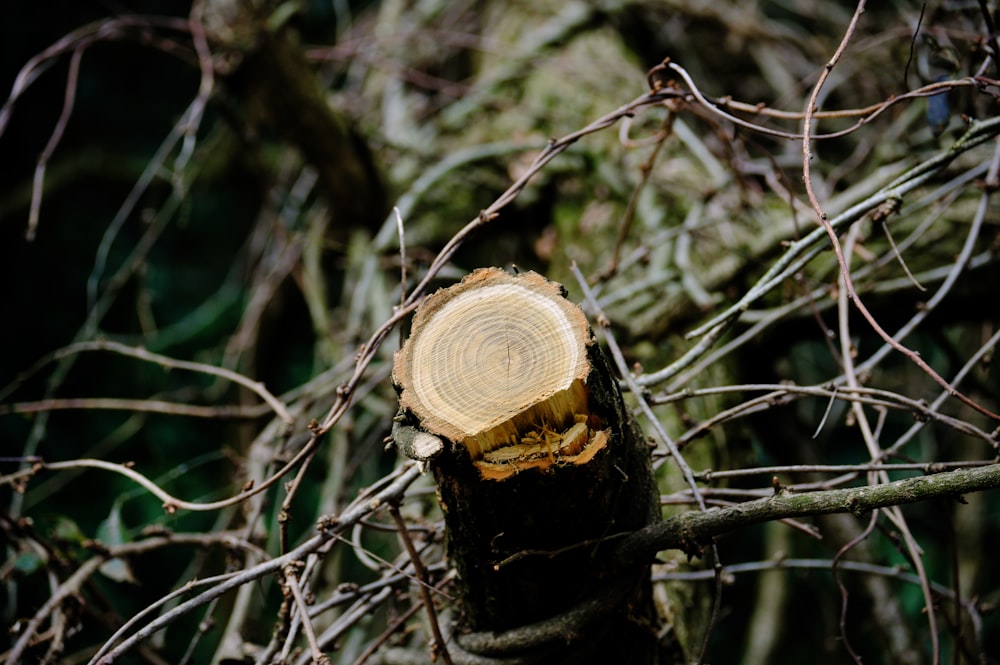 a tree that has been cut down in the forest