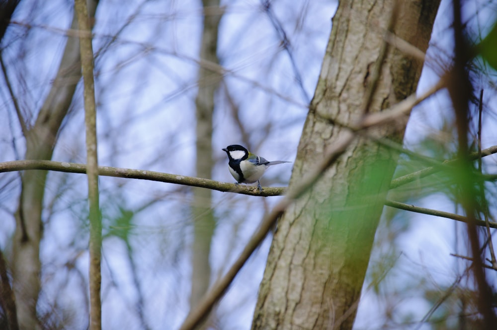 a black and white bird sitting on a tree branch