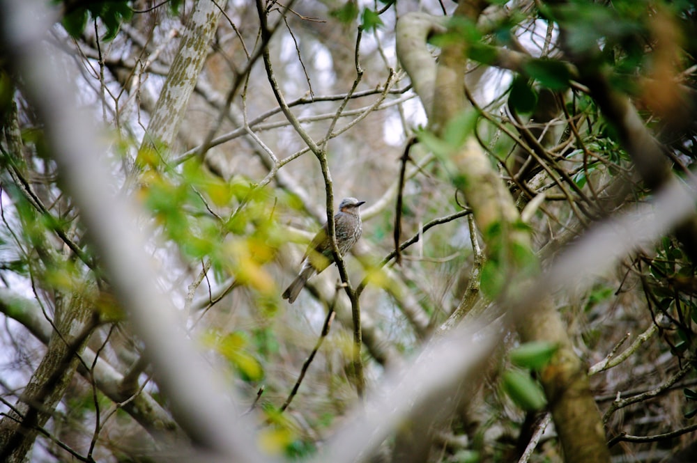 a small bird perched on a tree branch