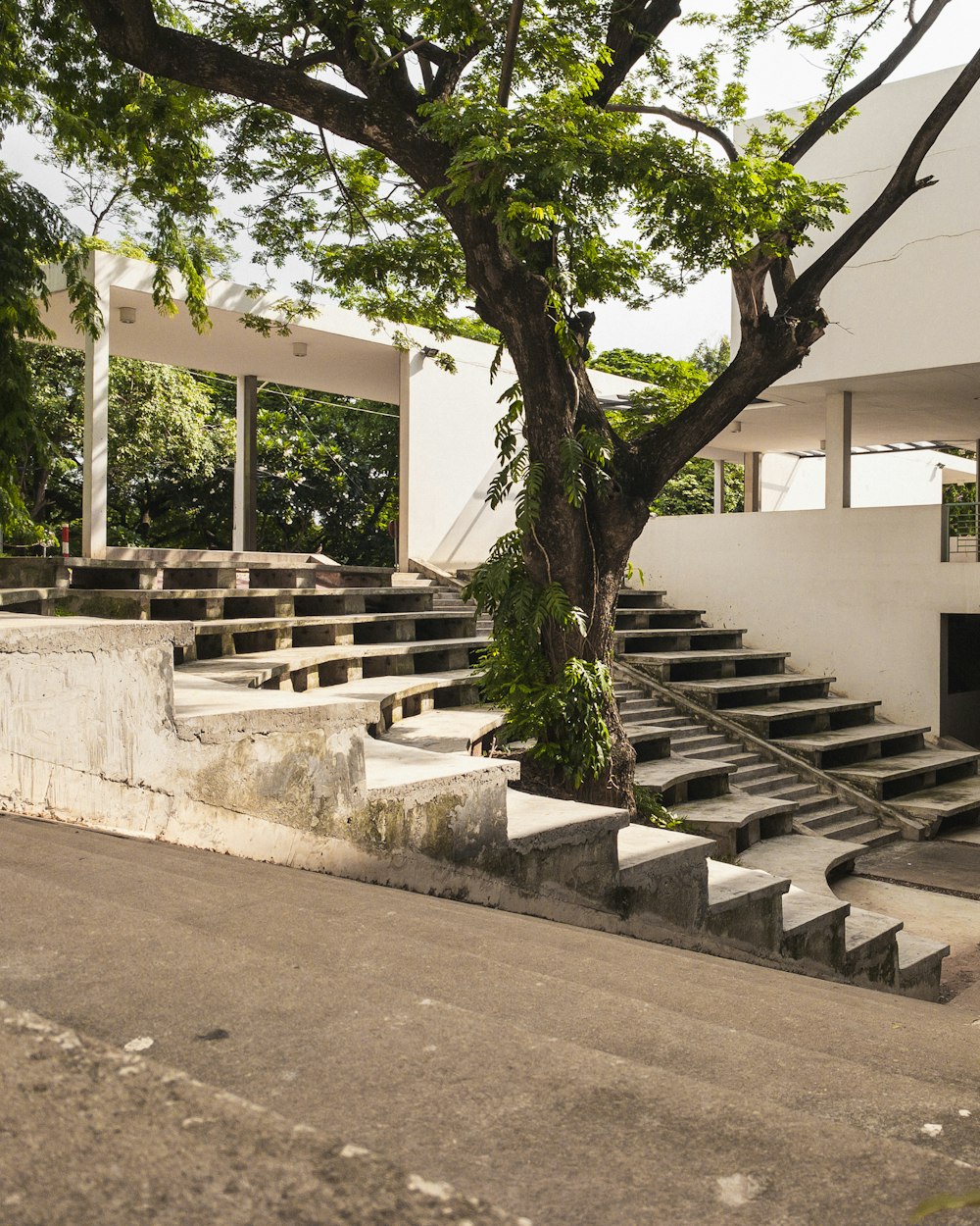 a large tree sitting next to a set of stairs