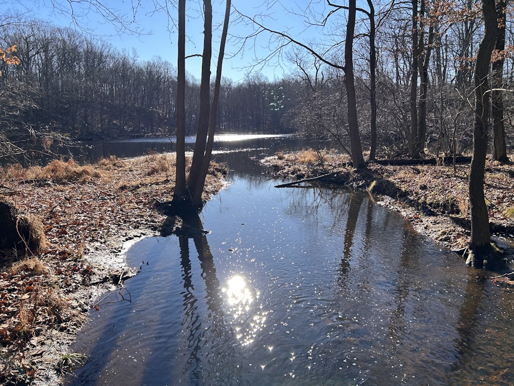 a stream running through a forest filled with lots of trees