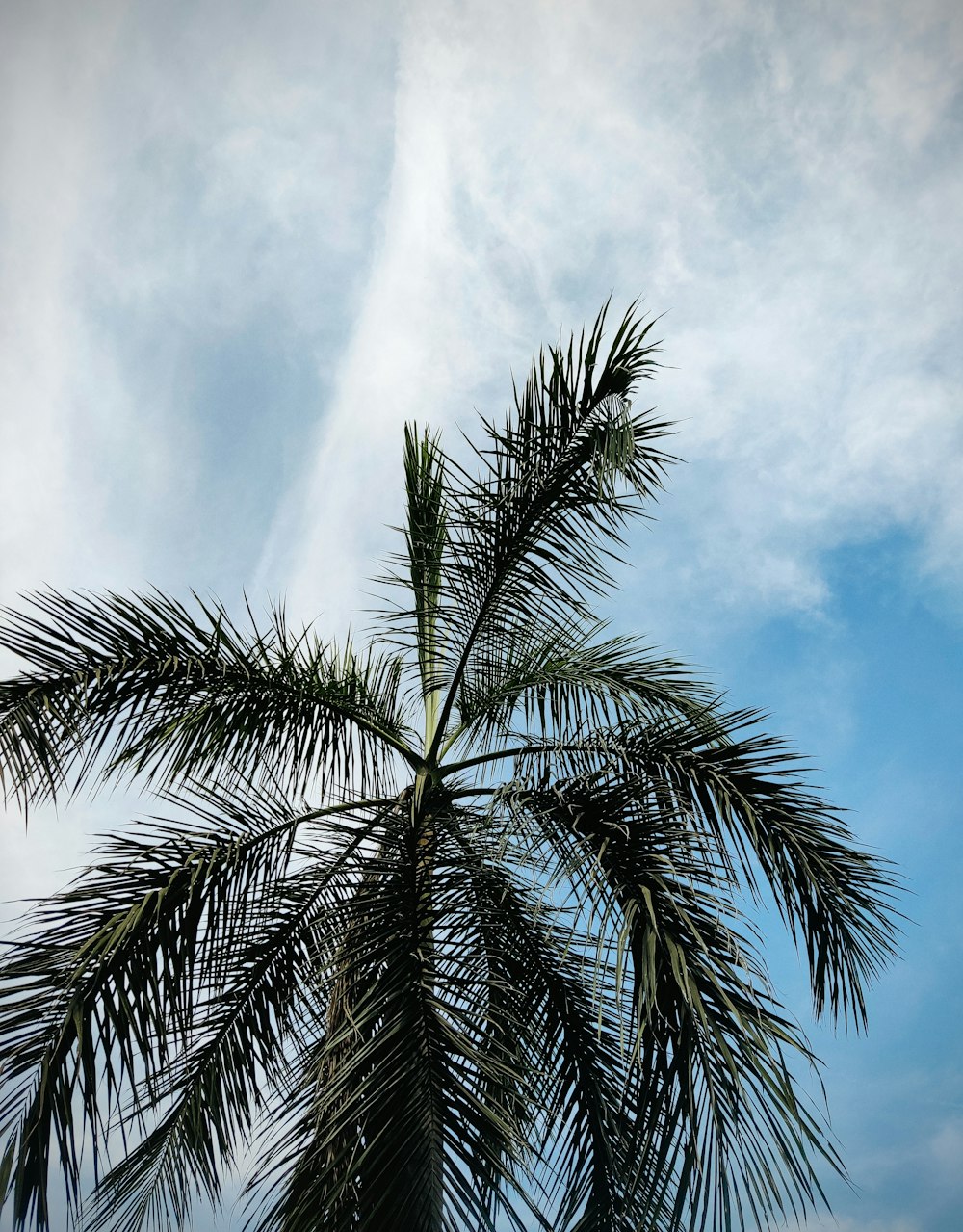 a palm tree with a blue sky in the background