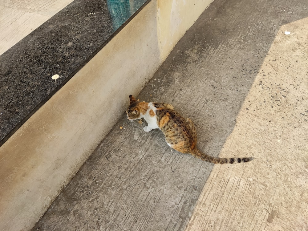 a cat sitting on the ground next to a wall