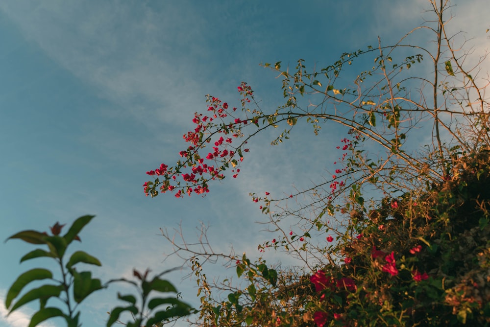 una rama de árbol con flores rojas en primer plano y un cielo azul en el