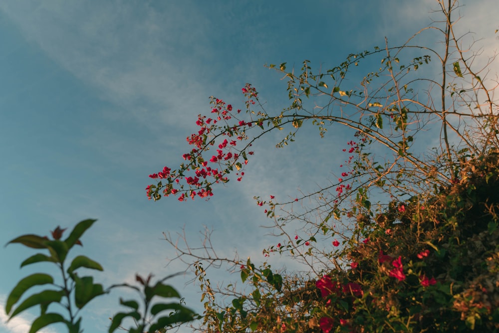 a tree branch with red flowers in the foreground and a blue sky in the