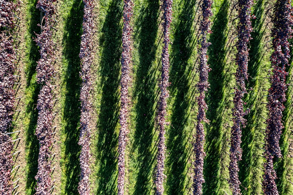 Una veduta aerea di un campo di fiori viola