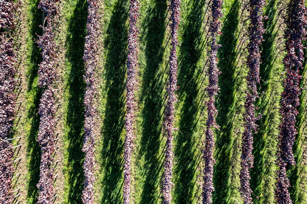 an aerial view of a field of purple flowers