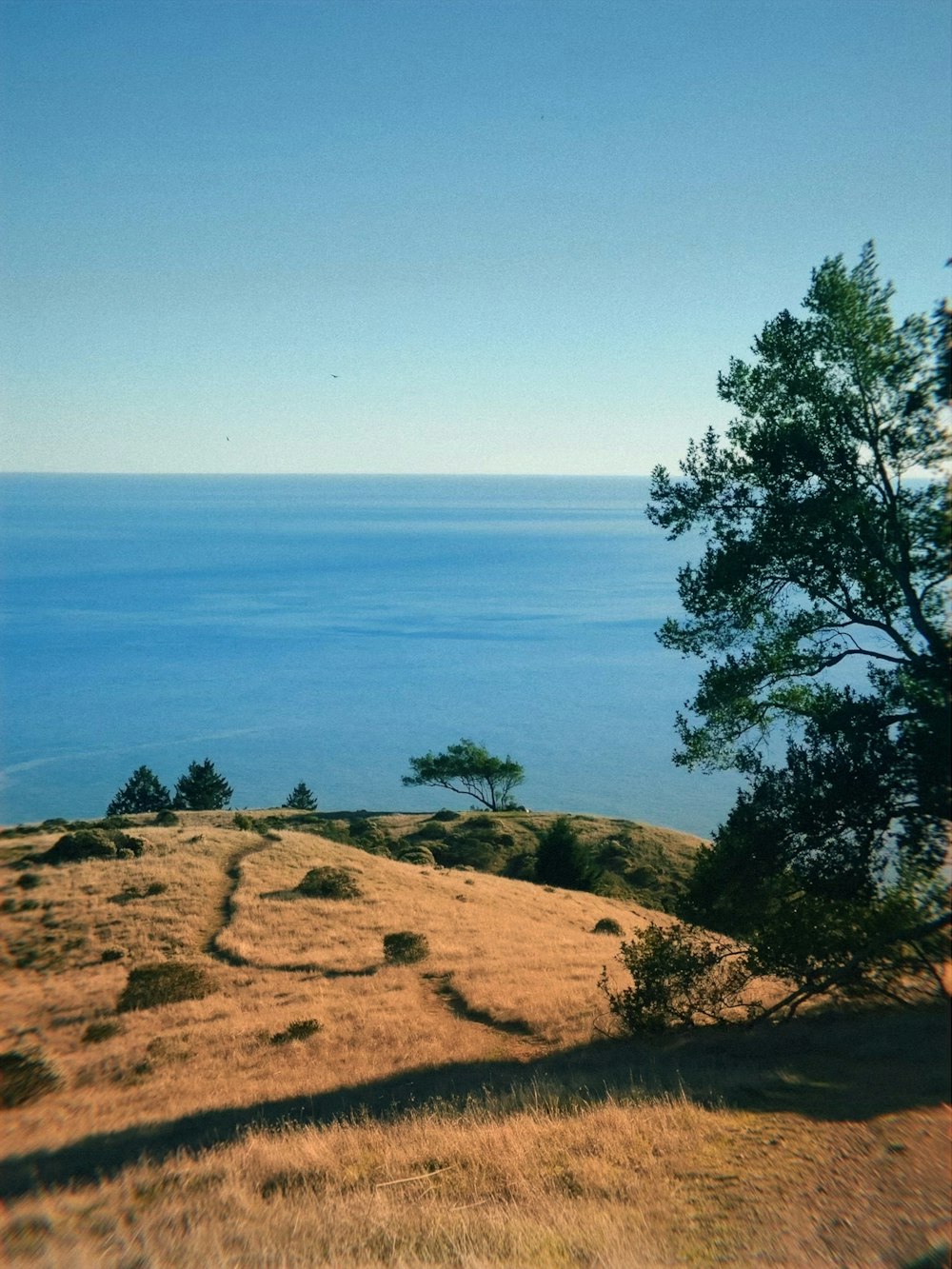 a lone tree on a hill overlooking the ocean