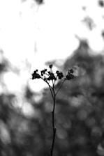 Coaching and Therapy Salisbury