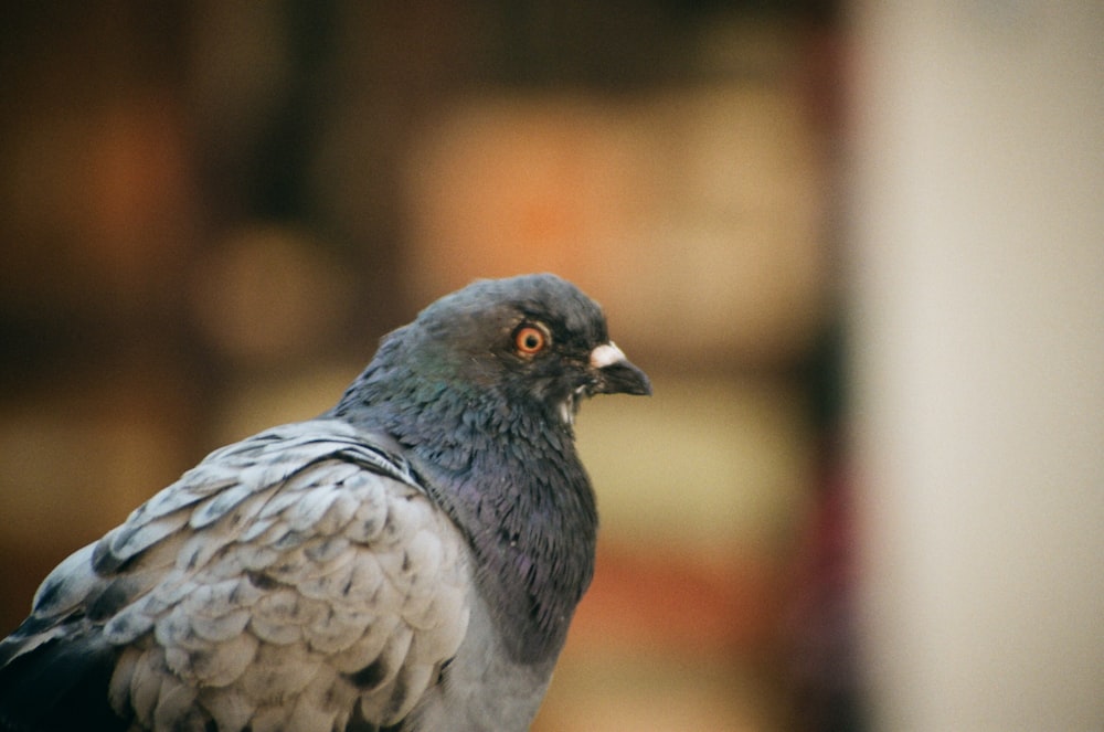 a close up of a bird with a blurry background