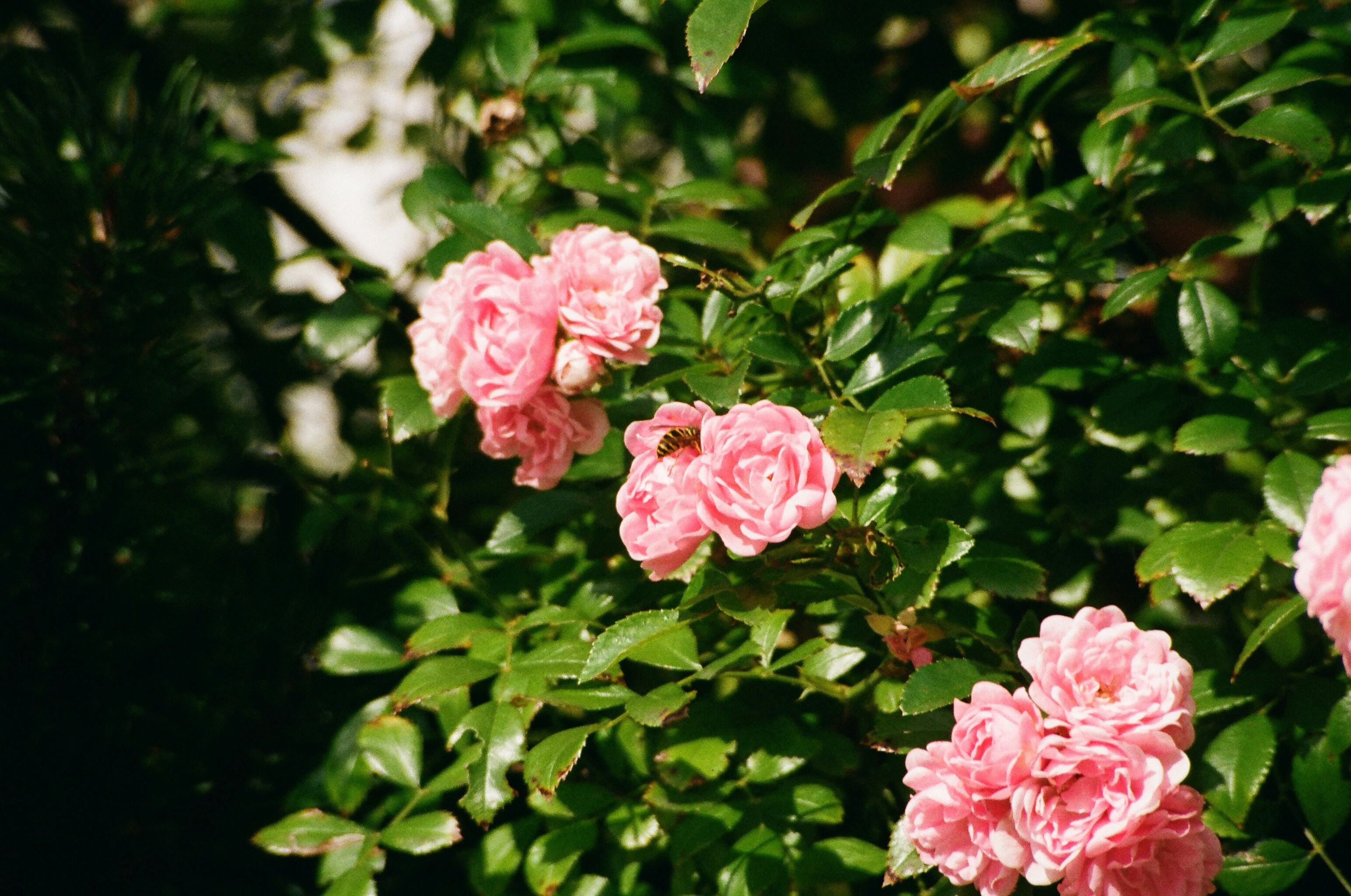 Photo by thesilvafocus